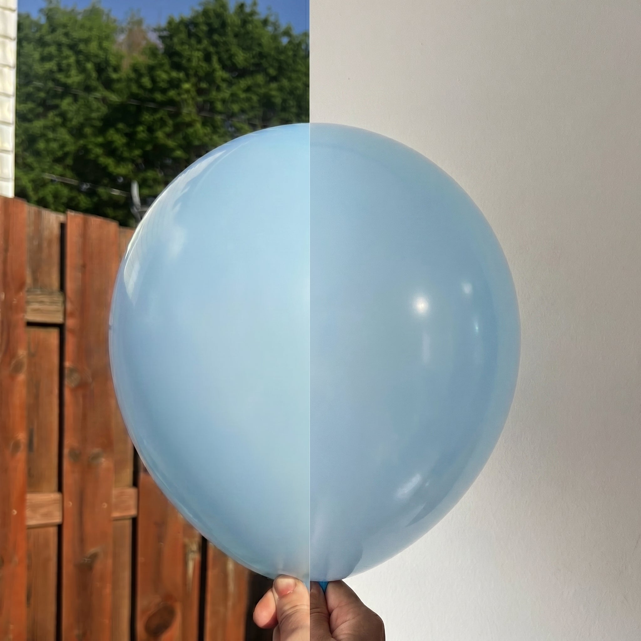 Macaron Blue balloon shown indoors and outdoors