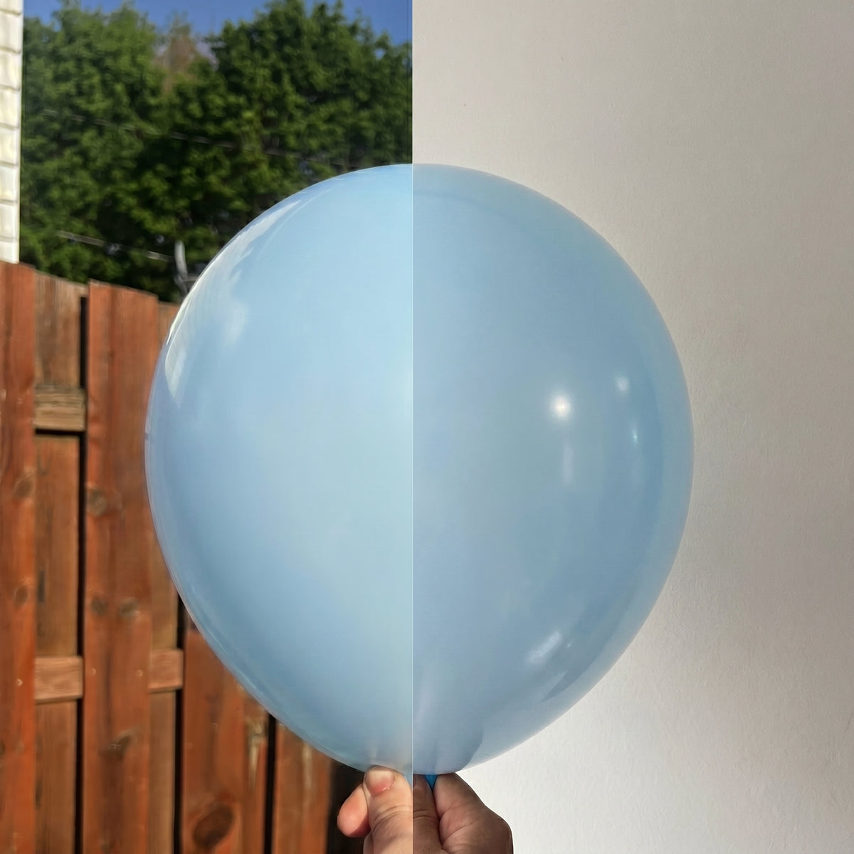 Macaron Blue balloon shown indoors and outdoors