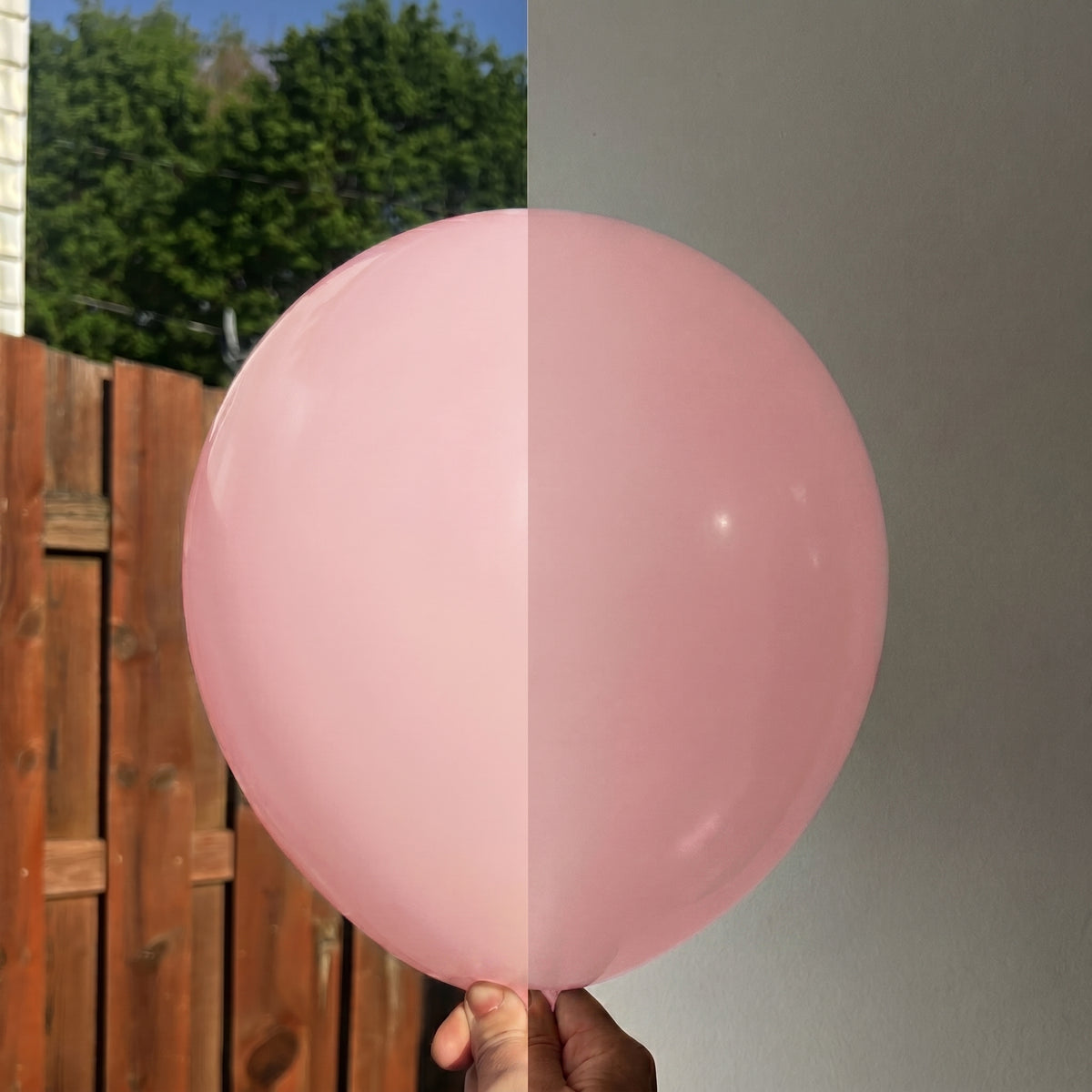 Macaron Pink balloon shown indoors and outdoors